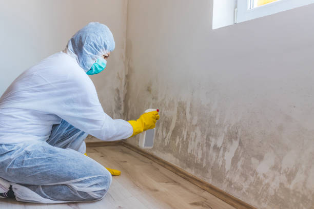Licensed Mold Inspection service in Silverdale, PA - WQB Mold Removal