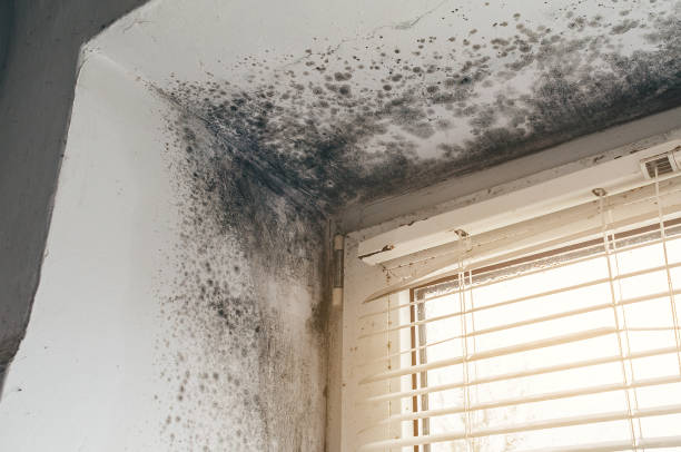 Affordable Mold Inspection solutions in Silverdale, PA